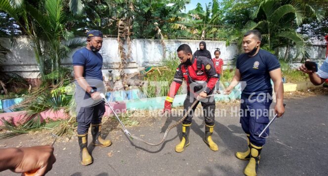 
					Kobra Teror Warga sekitar Stadion Bayuangga, Damkar Diterjunkan