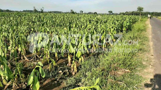 
					Kerap Hujan, APTI Probolinggo: Risiko Rusak Tembakau