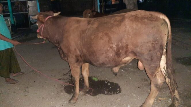
					Ditipu Pembeli Online, 3 Sapi Milik Warga Kotaanyar Raib