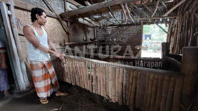 
					Dua Kali Pencurian, Seekor Sapi Hilang, Seekor Ditemukan