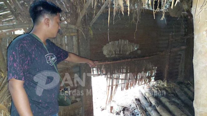 
					Sapi Milik Janda Tua di Pohsangit Ngisor Raib