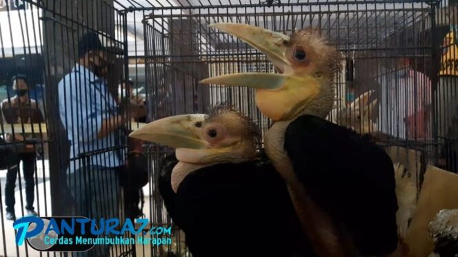 
					Mantab! Polisi Gagalkan Perdagangan Satwa Langka Endemik Semeru
