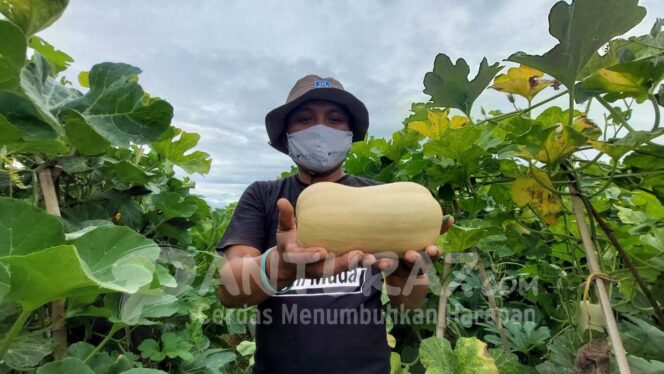 
					Budidaya Labu Madu, Warga Kebonsari Kulon Raup Puluhan Juta