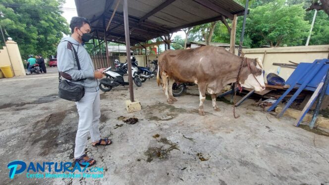 
					Polsek Sumberasih Amankan Seekor Sapi Curian
