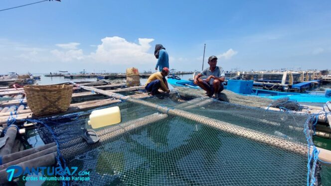 
					Budidaya Kerapu di Keramba, Warga Giliketapang Raup Rp500 Juta