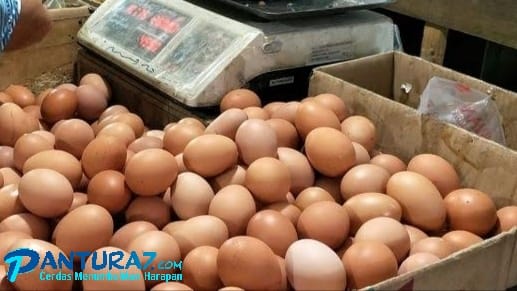 Harga telur ayam 2021