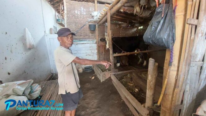 
					Empat Pencuri Sapi di Triwung Kidul Terekam CCTV