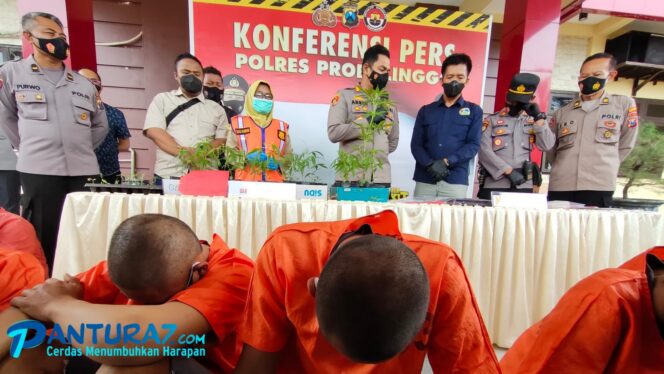 
					Kelabui Polisi, Ganja Lereng Bromo Ditanam di Ladang Sayur