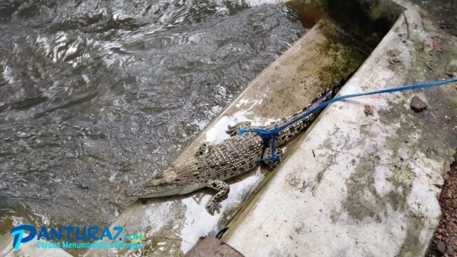 
					Awas! Ada Anak Buaya di Sungai Purwosari