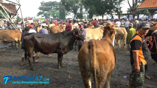 
					Pilkades Usai, Sapi Potong Jadi Rebutan