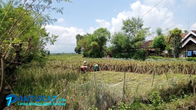 
					Curah Hujan Tinggi, Petani Krejengan Terancam Gagal Panen