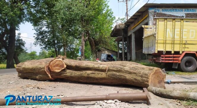 
					Pohon Sonokeling di Pinggir Jalan Pasuruan Ditebang, Polisi Buru Pelaku