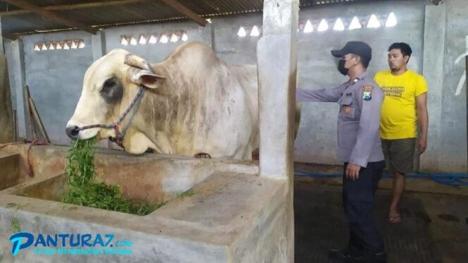 
					PANTAU: Anggota Polisi saat memantau kesehatan sapi, (Foto: Istimewa). 