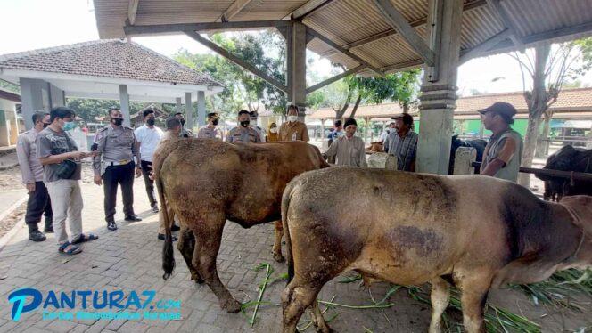 
					Cegah PMK, Pasar Hewan Batasi 300 Sapi Tiap Pasaran