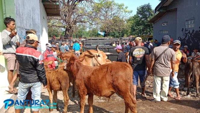 
					RAMAI: Kondisi Pasar Hewan Besuk Probolinggo sebelum virus PMK merebak. (Foto:Dok)