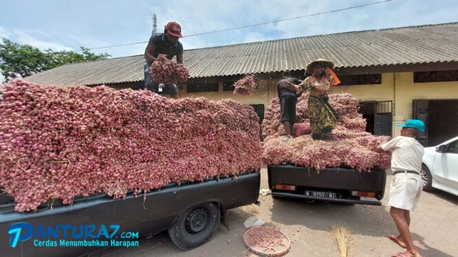 
					PLASI: Plasi bawang merah di Kabupaten Probolinggo disepakati sebesar 7,5 persen. (foto: dok) 
