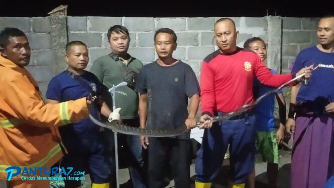 
					Meresahkan, Ular Kobra Sepanjang 3,5 Meter di Pajarakan Land Dievakuasi