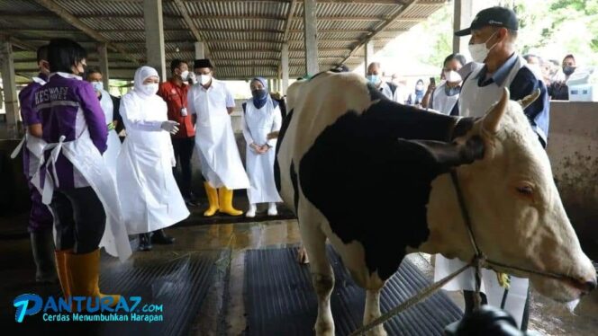 
					SIAP VAKSIN: Gubernur Jawa Timur, Khofifah Indar Parawansa, saat meninjau sapi perah yang akan divaksin, beberapa hari lalu. (foto: FP Khofifah Indar Parawansa)