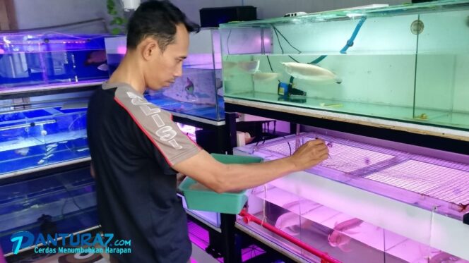 
					Keren! Polisi di Pasuruan jadi ‘Dokter’ Ikan Arwana
