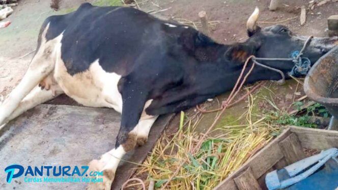 
					Pedagang Menduga, Daging Murah Berasal dari Sapi Terjangkit PMK