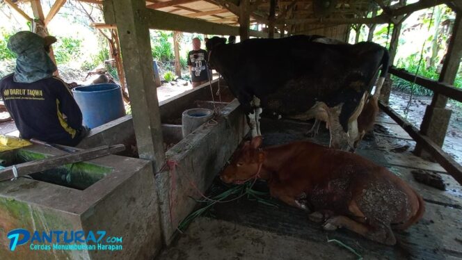 
					Banyak Sapi Terpapar PMK, Produksi Susu di Pasuruan Anjlok