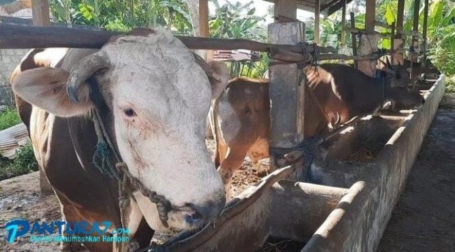 
					Takut Hewan Qurban Terpapar PMK? Potong di RPH Saja