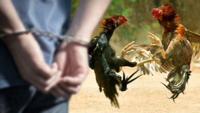
					Judi Sabung Ayam, 3 Pria di Kota Pasuruan Disergap Polisi 