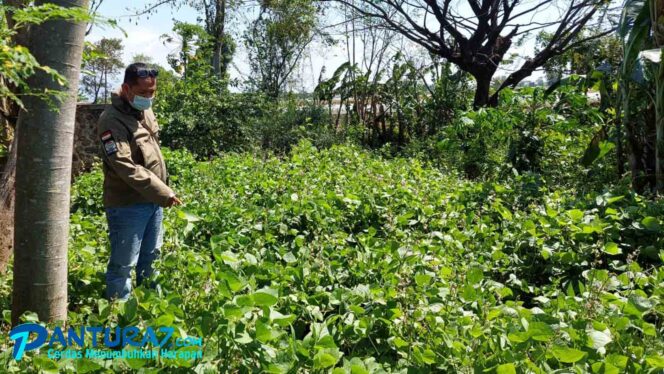 
					Diduga Dibuang, Bayi dalam Kardus Ditemukan di Persawahan