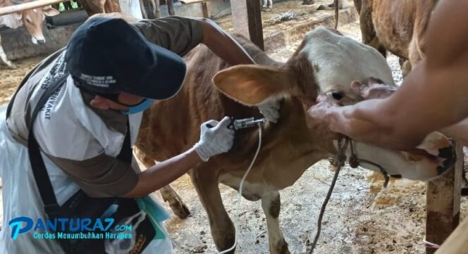 
					Vaksinasi PMK di Kab. Probolinggo Ngebut, Capai 3.656 Dosis