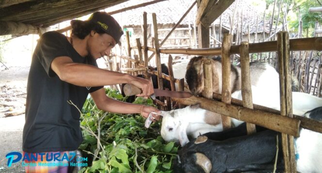 
					Dua Hari Jelang Idul Adha, Jagal Qurban Masih ‘Nganggur’
