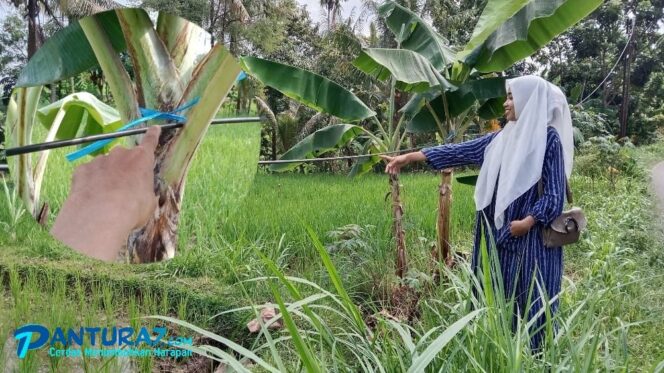 
					Melorot, Kabel Telkom Disanggah Pohon Pisang