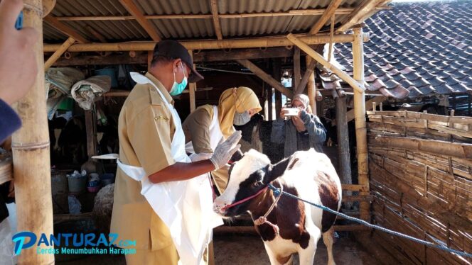 
					Segera Terima 900 Dosis Vaksin PMK, 200 untuk Sapi Baru
