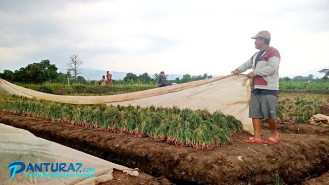 
					Harga Melonjak, Petani Bawang Merah Pun Tersenyum Lebar