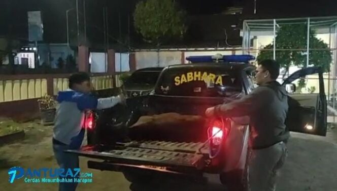 
					Dikejar Korban, Maling Tinggalkan Sapi Curian di Ladang Tebu 