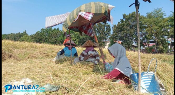 
					Gabah Naik Rp550 Ribu per Kuintal, Petani ‘Sumringah’