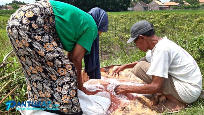 
					Pupuk Subsidi Dibatasi, Petani Probolinggo Resah