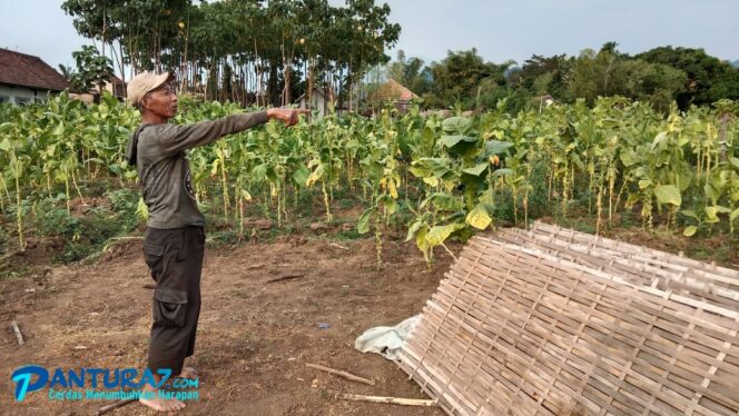 
					Apes! Tembakau Petani Dimaling usai Dikeringkan 