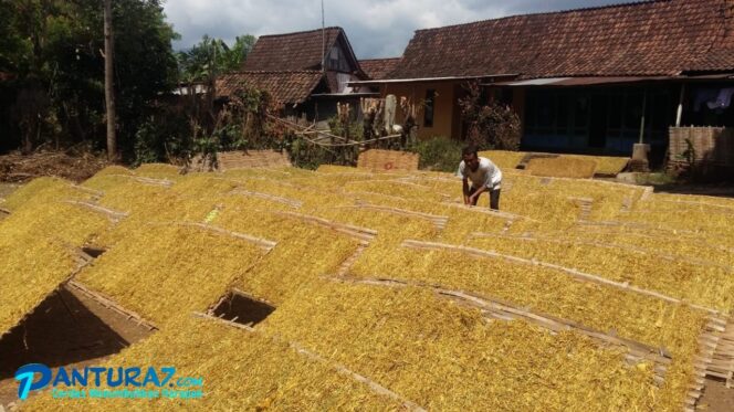 
					Harga Tembakau Tembus Rp43 Ribu/Kg, Petani; Masih Bisa Lebih Mahal