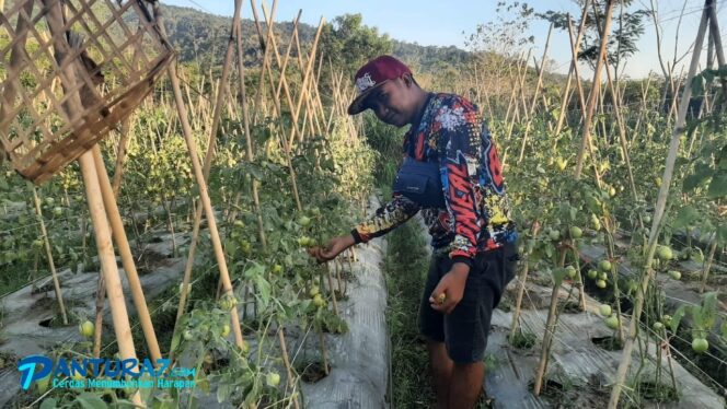 
					Petani Probolinggo Mengeluh, Harga Tomat Hanya Rp900/Kg
