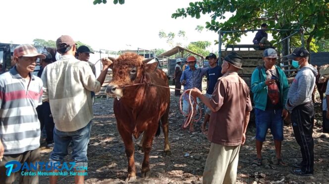 
					PMK Masih Hantui Probolinggo, Penjualan Sapi Lesu