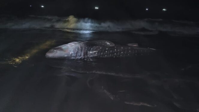 
					MATI: Hiu Tutul yang terdampar di Pantai Mbah Drajid Lumajang akhirnya mati. (foto: Babinsa Yosowilangun)
