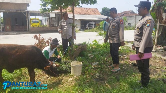 
					Sapi Warga Besuk Dicuri, Ditemukan di Pajarakan 