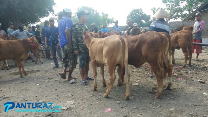 
					Wabah PMK Melandai, Penjualan Sapi di Lumajang Tetap Sepi
