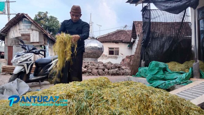 
					Harga Tembakau Kian Meroket, Tembus Rp55 Ribu/Kg