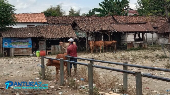 
					Jual-beli Sapi di Probolinggo Masih Lesu