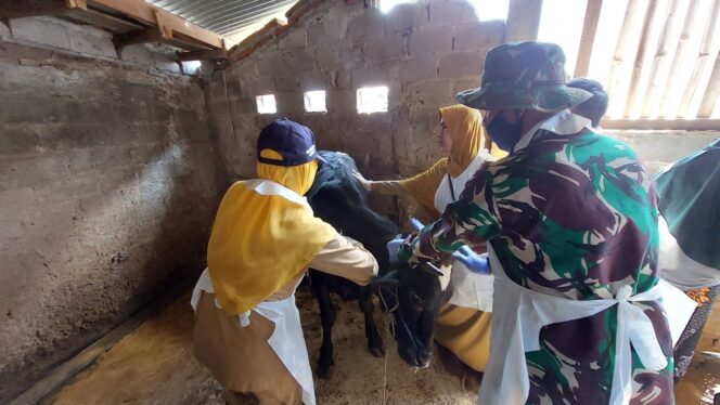 
					Domba dan Kambing Juga Divaksin pada Vaksinasi Tahap 3
