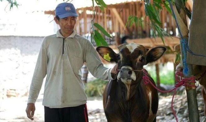 
					Tekan Curwan, Sapi di Lumajang Divaksin dan Dilengkapi Anting Bercode