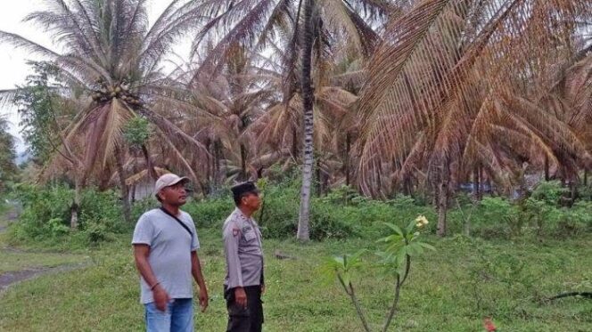 
					KapolsekTempursari bersama Kades Bulurejo saat mengecek kebun sawit yang serang ulat (Foto : Asmadi) 