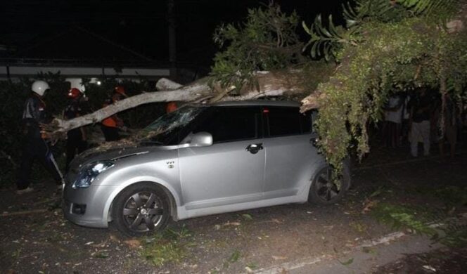 
					Brak! Mobil Anggota Polisi di Lumajang Tertimpa Pohon Tumbang saat Melintas