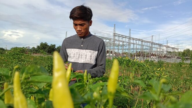 
					Harga Cabai Rawit Anjlok, Kini Hanya Rp20 Ribu/Kg